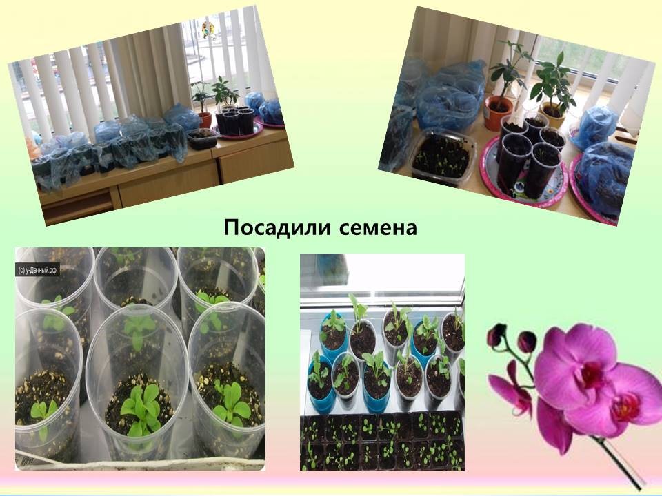 15 растений для детской площадки