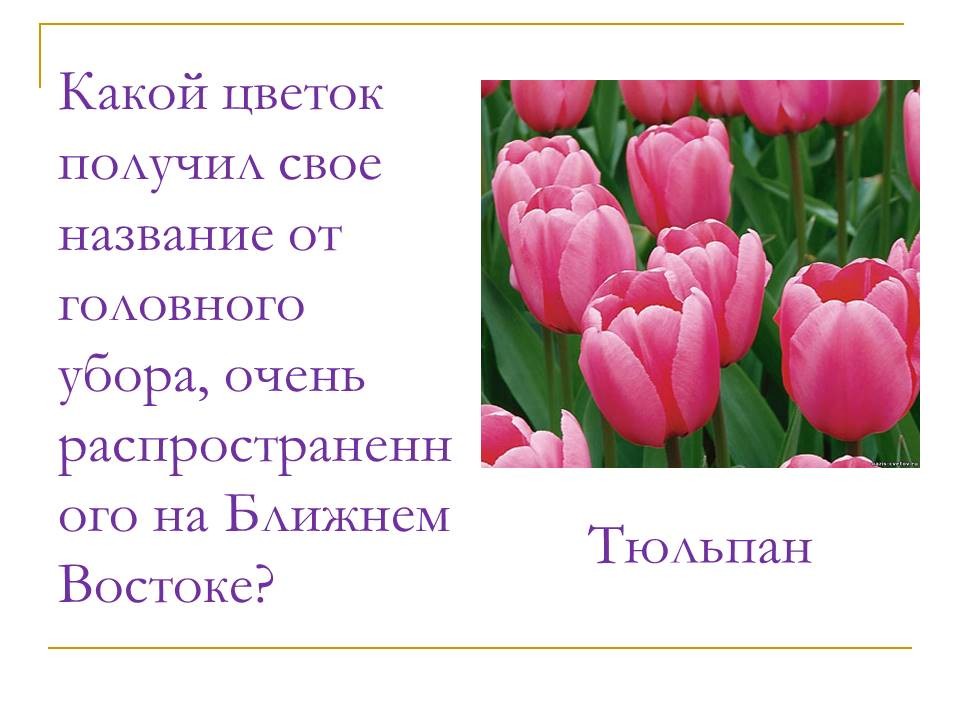 Цветы Фото Название На Русском Языке