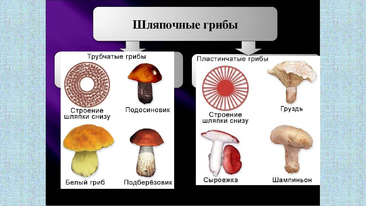 Голосеменные шляпочные грибы примеры. Шляпочные пластинчатые грибы несъедобные. Шляпочные пластинчатые грибы съедобные. Трубчатые грибы несъедобные трубчатые грибы. Шляпочные грибы трубчатые и пластинчатые.