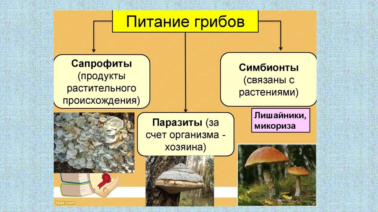 Какой тип питания характерен для подберезовика. Тип питания грибов сапротрофов. Сапротрофы 6 класс питание грибов. Питание грибов сапрофиты и паразиты. Питание грибов сапрофиты.