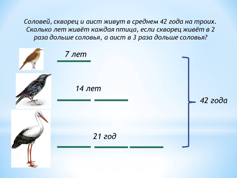 Сколько живут аисты. Соловей скворец и Аист живут в среднем 42 года на троих. Сколько лет живут Аисты в природе. Сколько живет каждая птица.