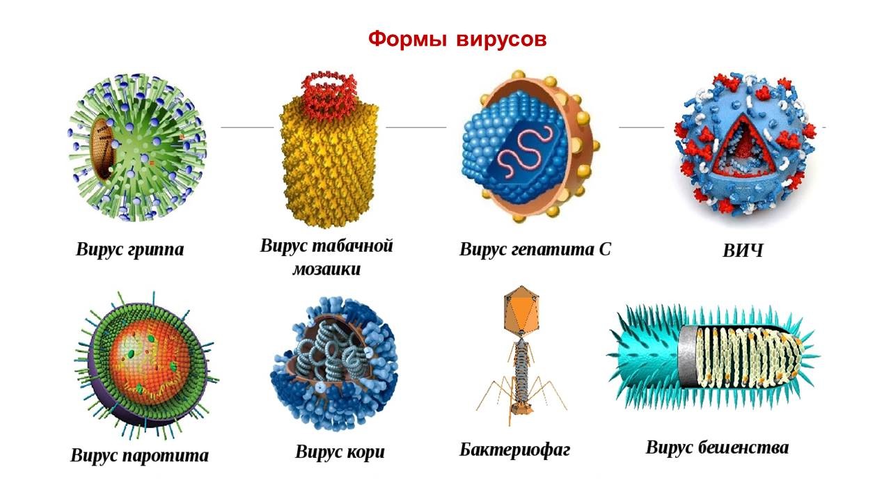 У вирусов есть клеточное строение