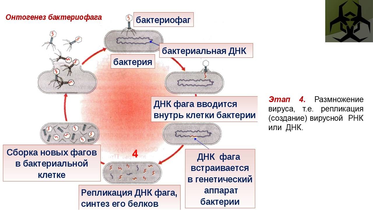 Наследственный аппарат бактериофага. Цикл развития бактериофага схема. Механизм взаимодействия бактериофага с бактериальной клеткой. Этапы заражения клетки вирусом схема. Цикл вируса бактериофага.