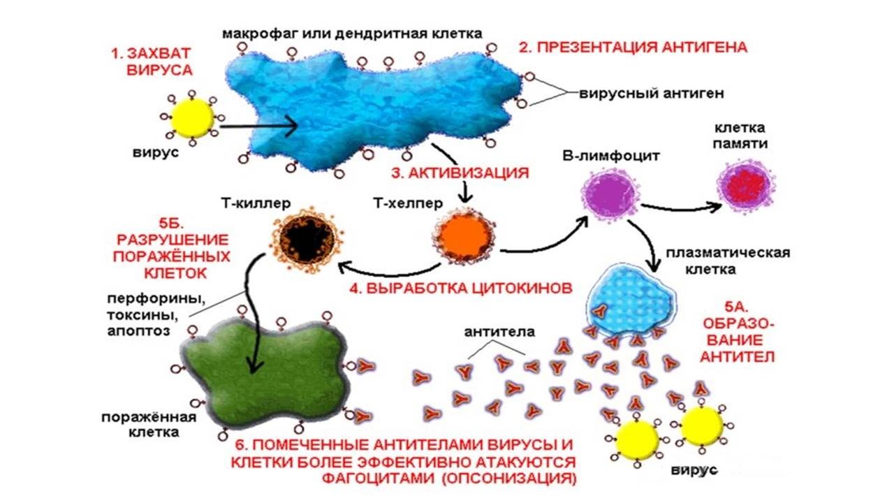 Презентация к уроку по биологии 