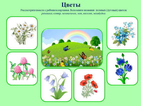 Развитие речи средняя группа растения. Лексическая тема цветы. Тема цветы для детей. Лексическая тема полевые цветы. Лексическая тема растения.