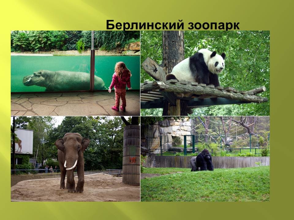 Жизнь животных в зоопарке