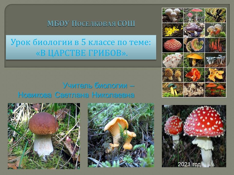 Урок биологии грибы. Царство грибов. Урок биологии 5 класс грибы. Тема грибы 5 класс биология. Царство грибов название.