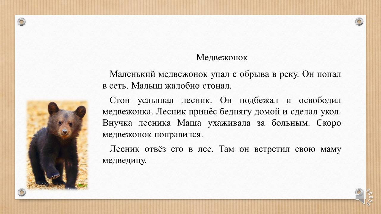 Изложение медведь тедди. Соболь описание животного. Соболь внешний вид. Информация про соболя кратко. Сообщение о Соболе.