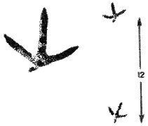 След перепела