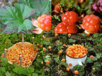 01.jpg (141653 bytes)