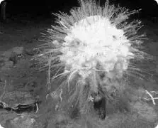 Антарктическая губка 