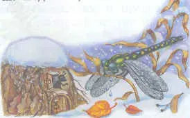 img3.jpg (7507 bytes)