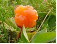 img3.jpg (8773 bytes)