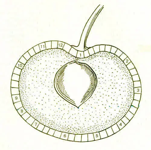 Рис. 1
