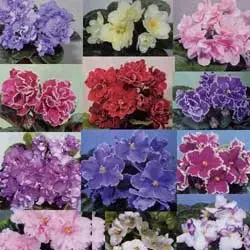 Рисунок 19. Коллаж, выполненный с помощью прямоугольного выделения.