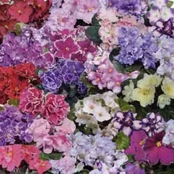 Рисунок 21. Коллаж, выполненный с помощью выделения от руки (лассо).