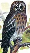 Сова