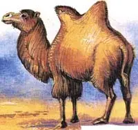 Верблюд