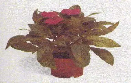 Рис.1. БАЛЬЗАМИН СУЛТАНСКИЙ 