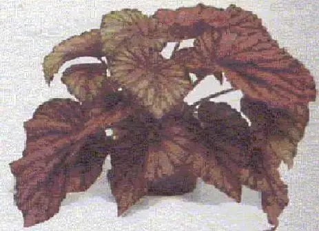 Рис. 2. БЕГОНИЯ