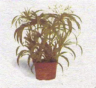 Рис. 3. КОЛЕУС