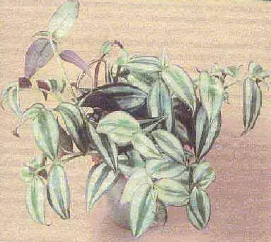 Рис. 4. ТРАДЕСКАНЦИЯ