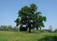 img4.jpg (15671 bytes)