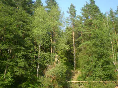 img5.jpg (21721 bytes)