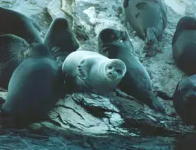 Байкальская нерпа