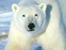 img5.jpg (4554 bytes)