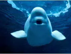 img6.jpg (5735 bytes)