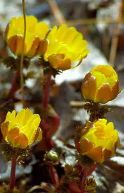 img7.JPG (62790 bytes)