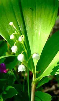 img9.JPG (48764 bytes)