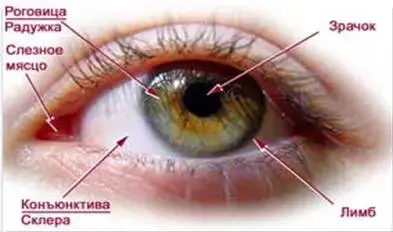 Рис.2. Глаз человека. 