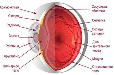 Рис.3. Оптика глаза