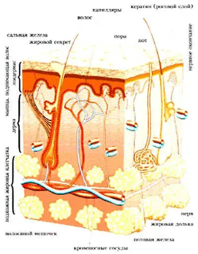 Рис.8. Строение кожи человека