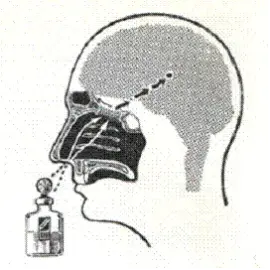 Рис.9. Запах одеколона раздражает рецепторы обоняния, затем раздражение передается в мозг