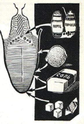 Рис.11. Восприятие вкуса у человека разными областями языка