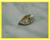 img5.jpg (15067 bytes)