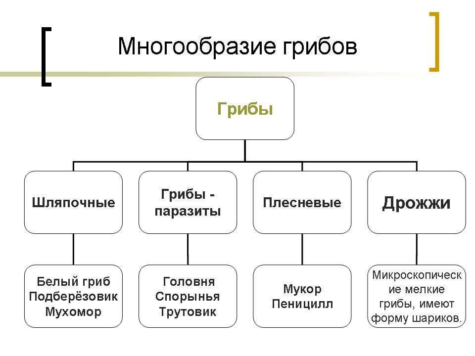 Схема классификация грибов по строению