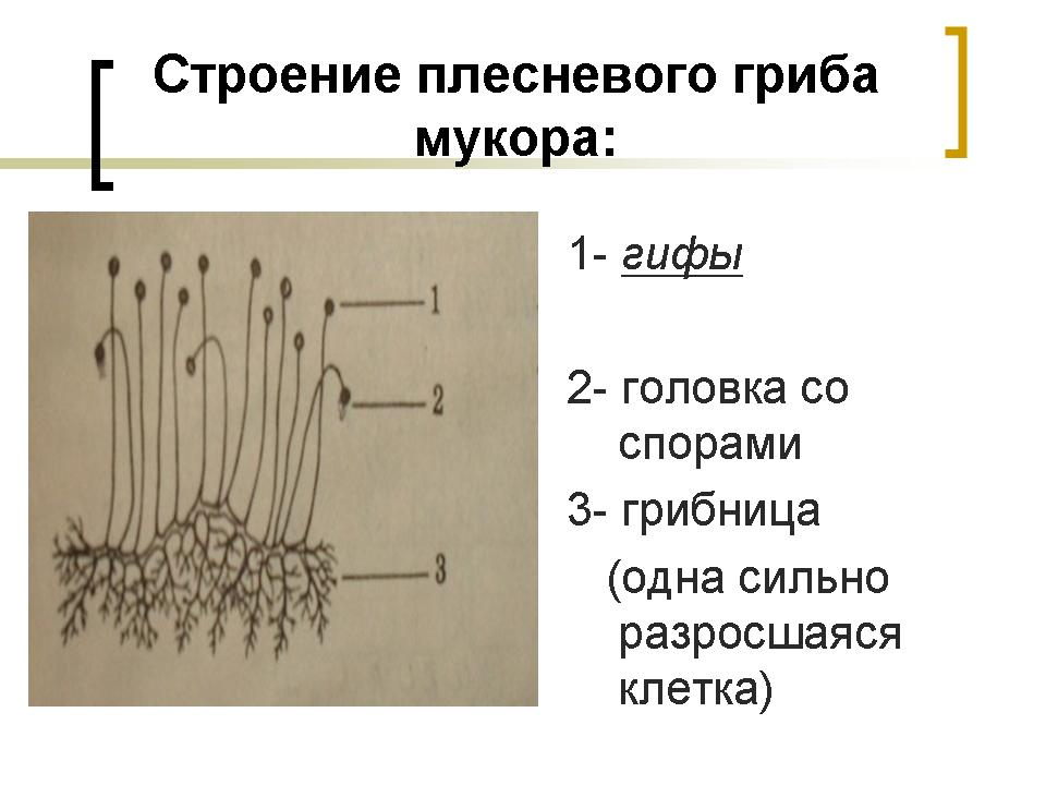 Схема классификация грибов по строению