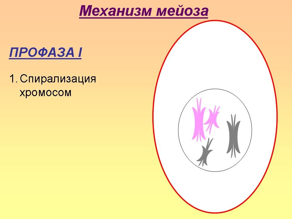 Образование половых клеток презентация