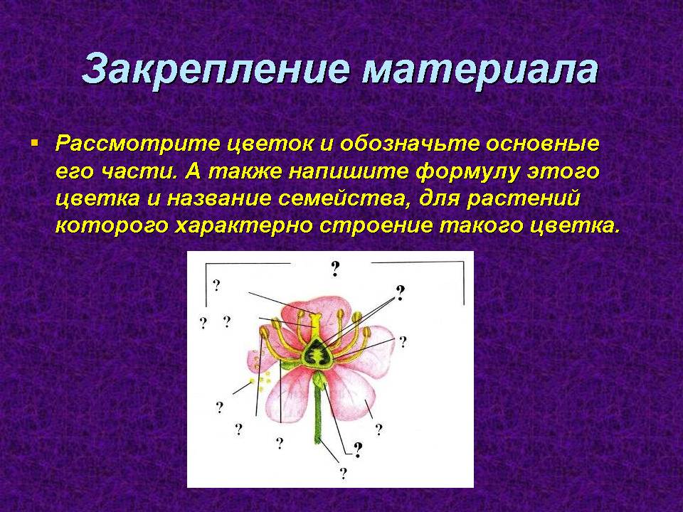 На каком рисунке изображен признак характерный для класса двудольные растения