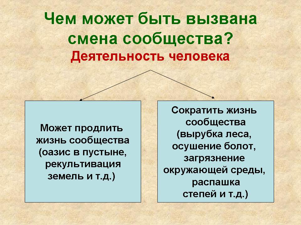 Саморазвитие экосистемы экологическая сукцессия презентация 9 класс