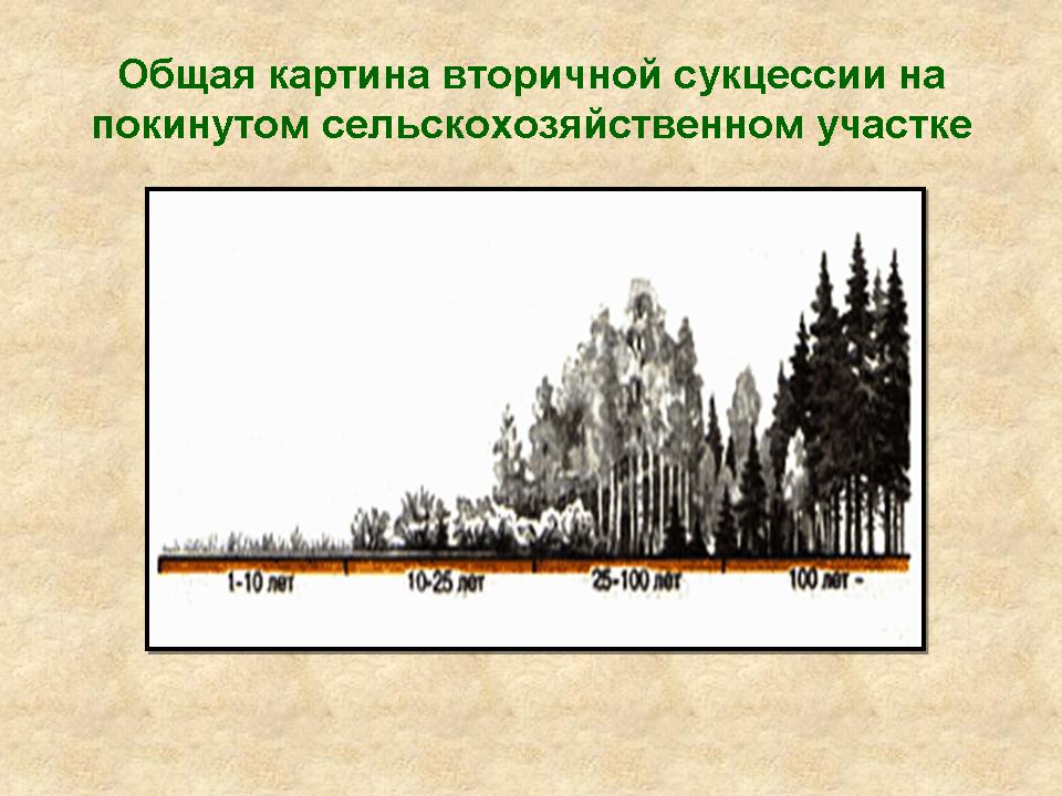 Саморазвитие экосистемы экологическая сукцессия презентация 9 класс