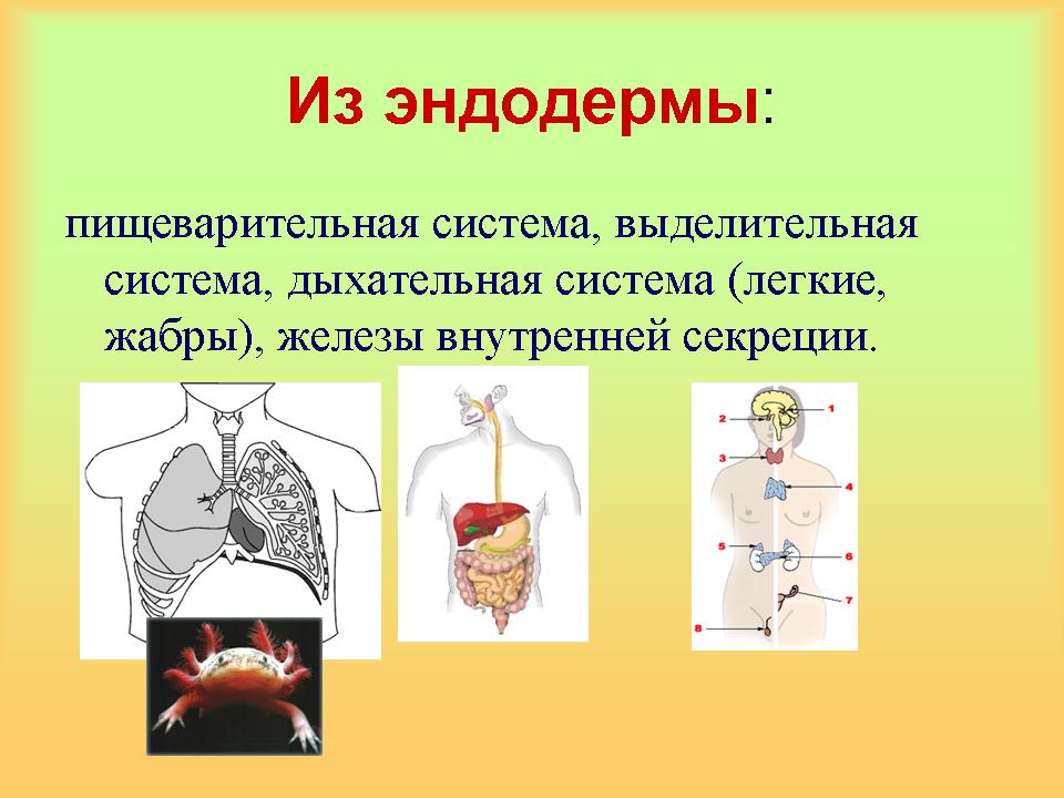 Рост и развитие животных рисунок