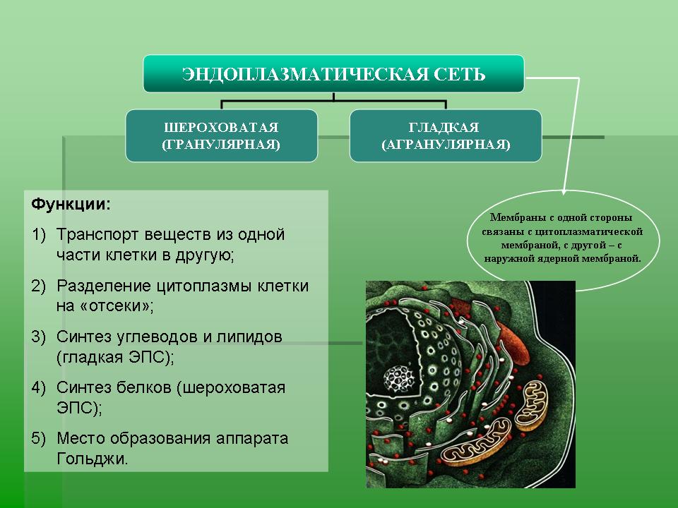 Проект на тему цитология