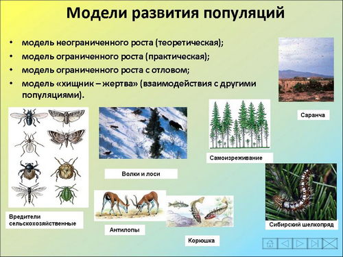 Динамика популяции презентация 11 класс биология