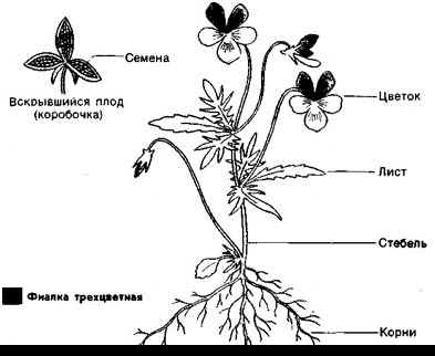 Орган цветкового растения обозначенный на рисунке буквой а является видоизмененным морковка ответ