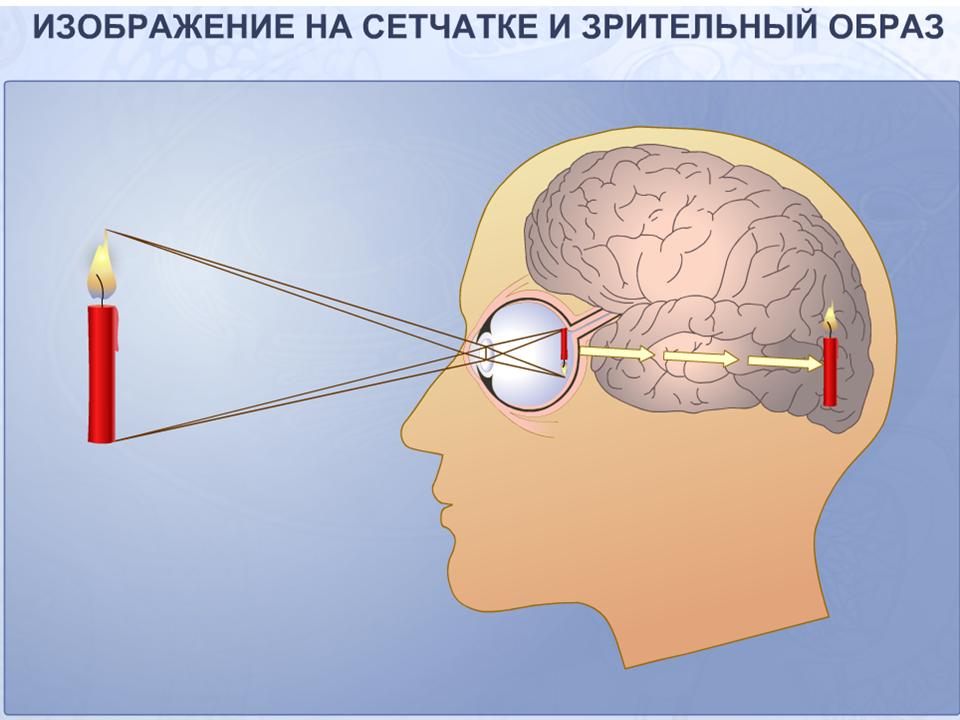 Схема обонятельного анализатора 8 класс